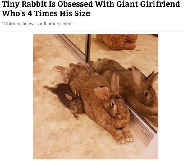 Tiny rabbit is obsessed with giant girlfriend